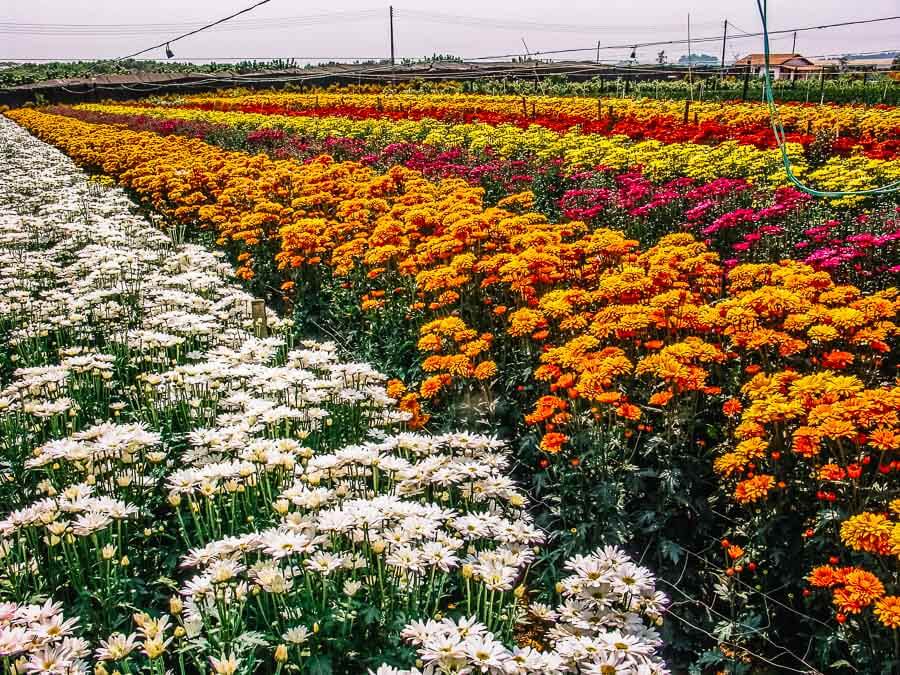 Holambra Gratuita: Pontos Turísticos para Visitar sem Gastar