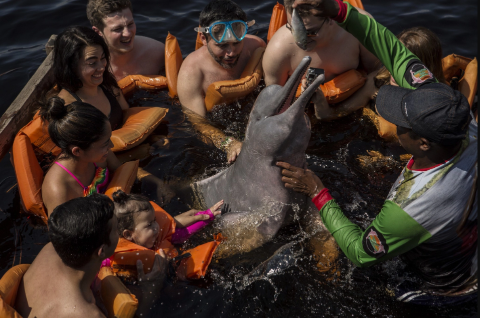 Ecoturismo Responsável: Protegendo os Botos da Amazônia Durante Sua Visita