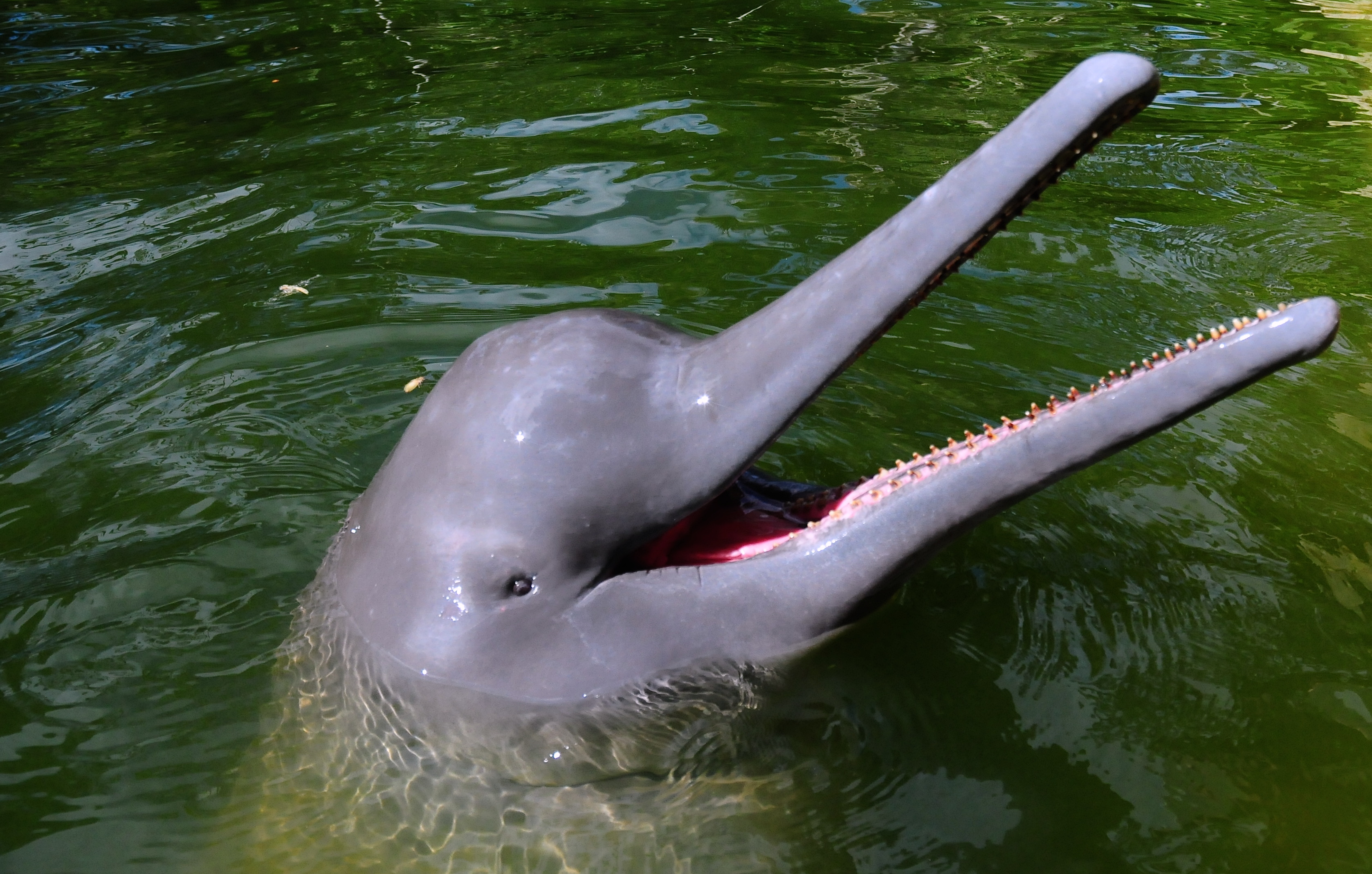 Passeios de Boto: Bate-volta de Manaus vs. Hospedagem em Hotel de Selva