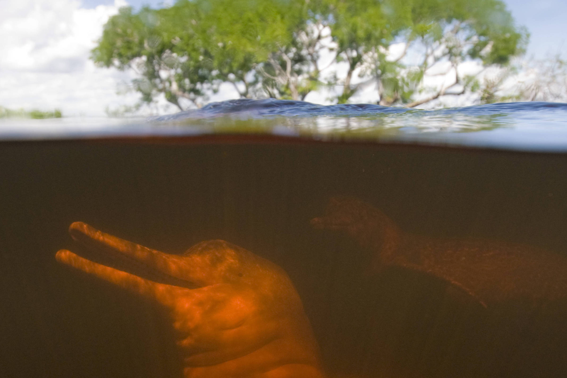 observação de botos na amazonia