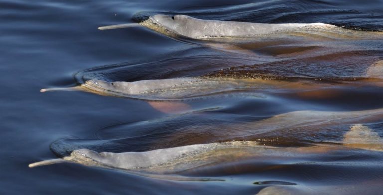 Ecoturismo Responsável: Protegendo os Botos da Amazônia Durante Sua Visita