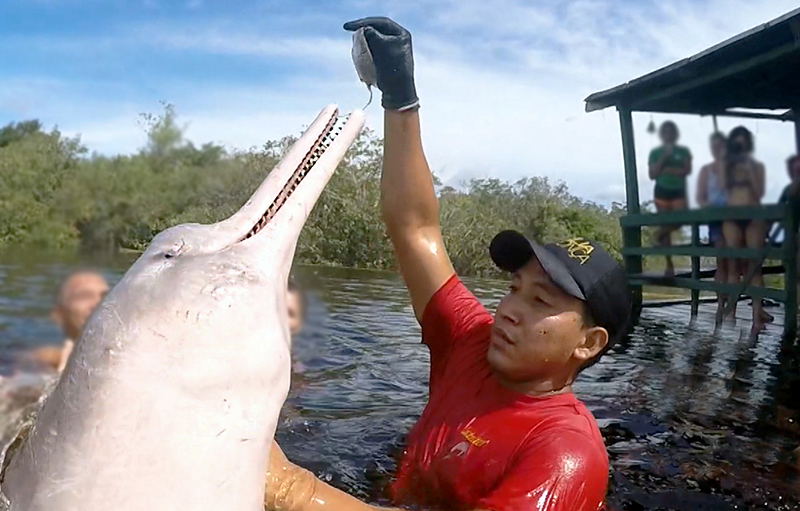 Passeios de Boto: Bate-volta de Manaus vs. Hospedagem em Hotel de Selva