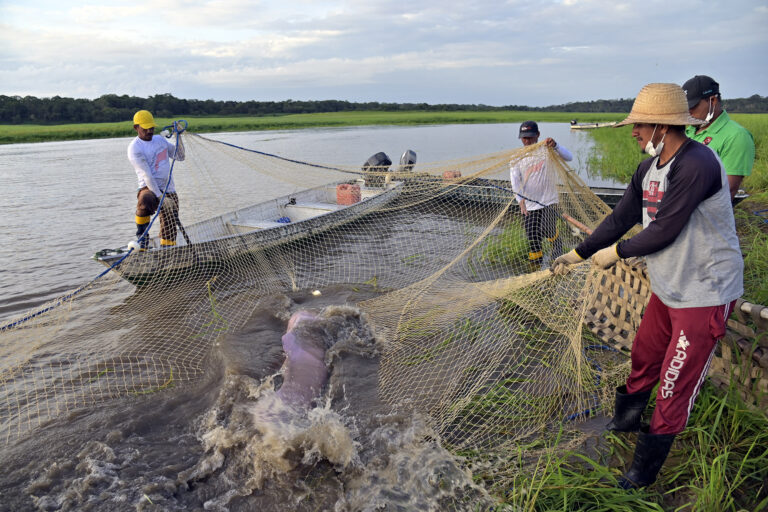 observação de botos na amazonia