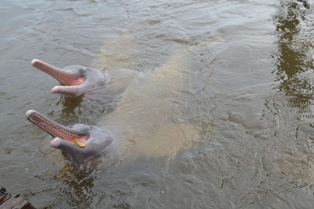 Boto-cor-de-rosa e Tucuxi: Diferenças e Curiosidades das Espécies Amazônicas