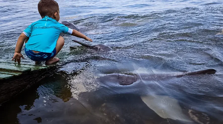 Passeios de Boto: Bate-volta de Manaus vs. Hospedagem em Hotel de Selva