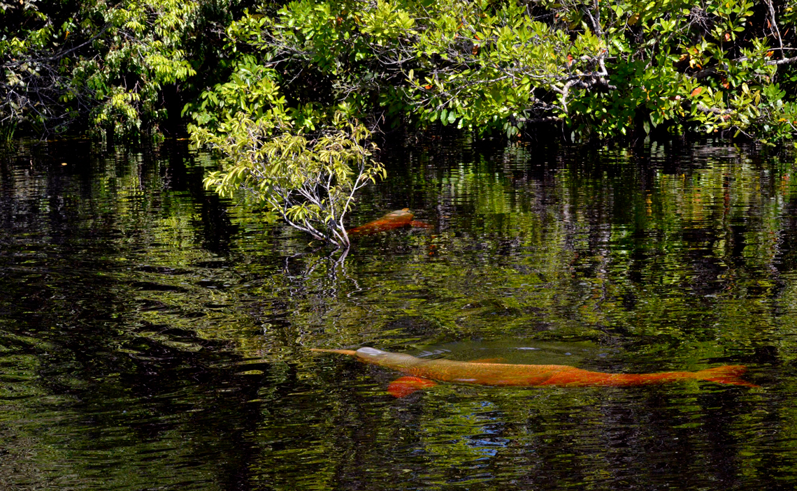 Boto-cor-de-rosa e Tucuxi: Diferenças e Curiosidades das Espécies Amazônicas