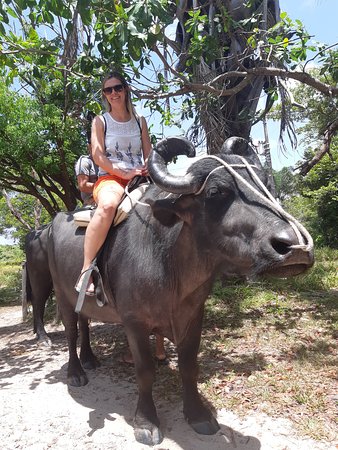 passeio com bufalos ilha de marajo