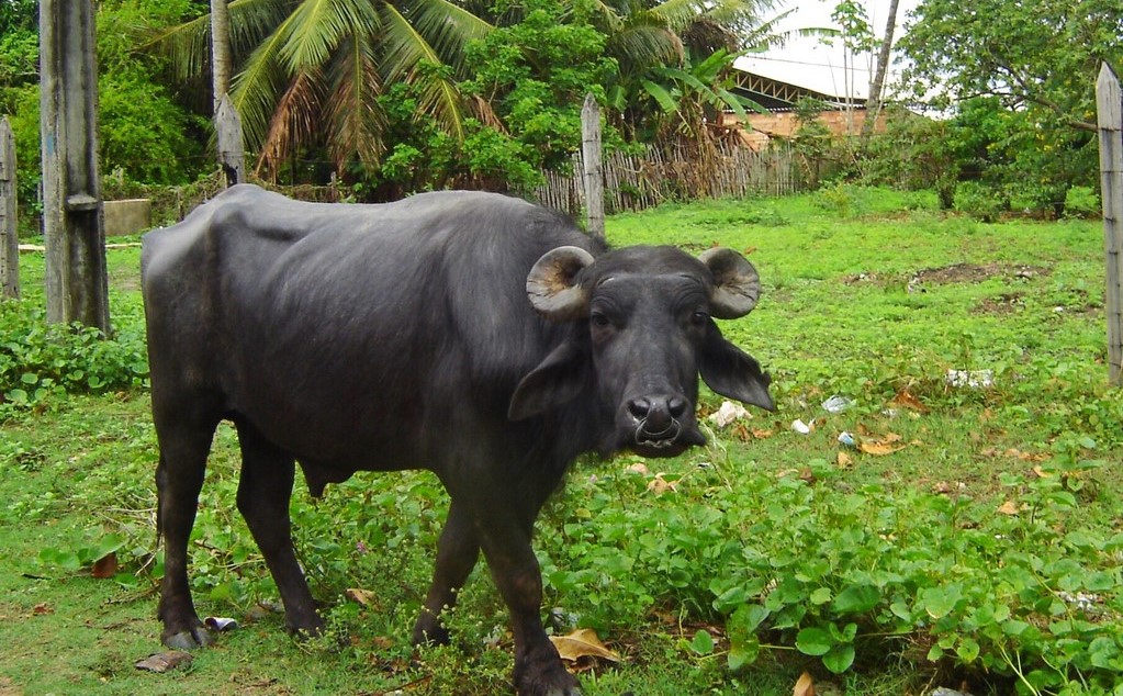 Gastronomia Marajoara: Sabores Únicos da Ilha