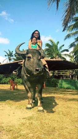 A História do Búfalo na Amazônia: Da Importação ao Turismo