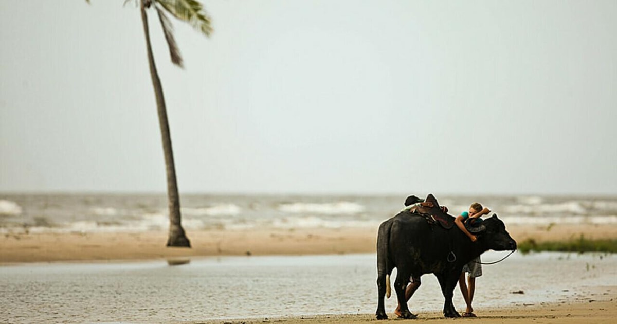 Roteiro de 3 Dias na Ilha de Marajó: Explorando Soure e Salvaterra