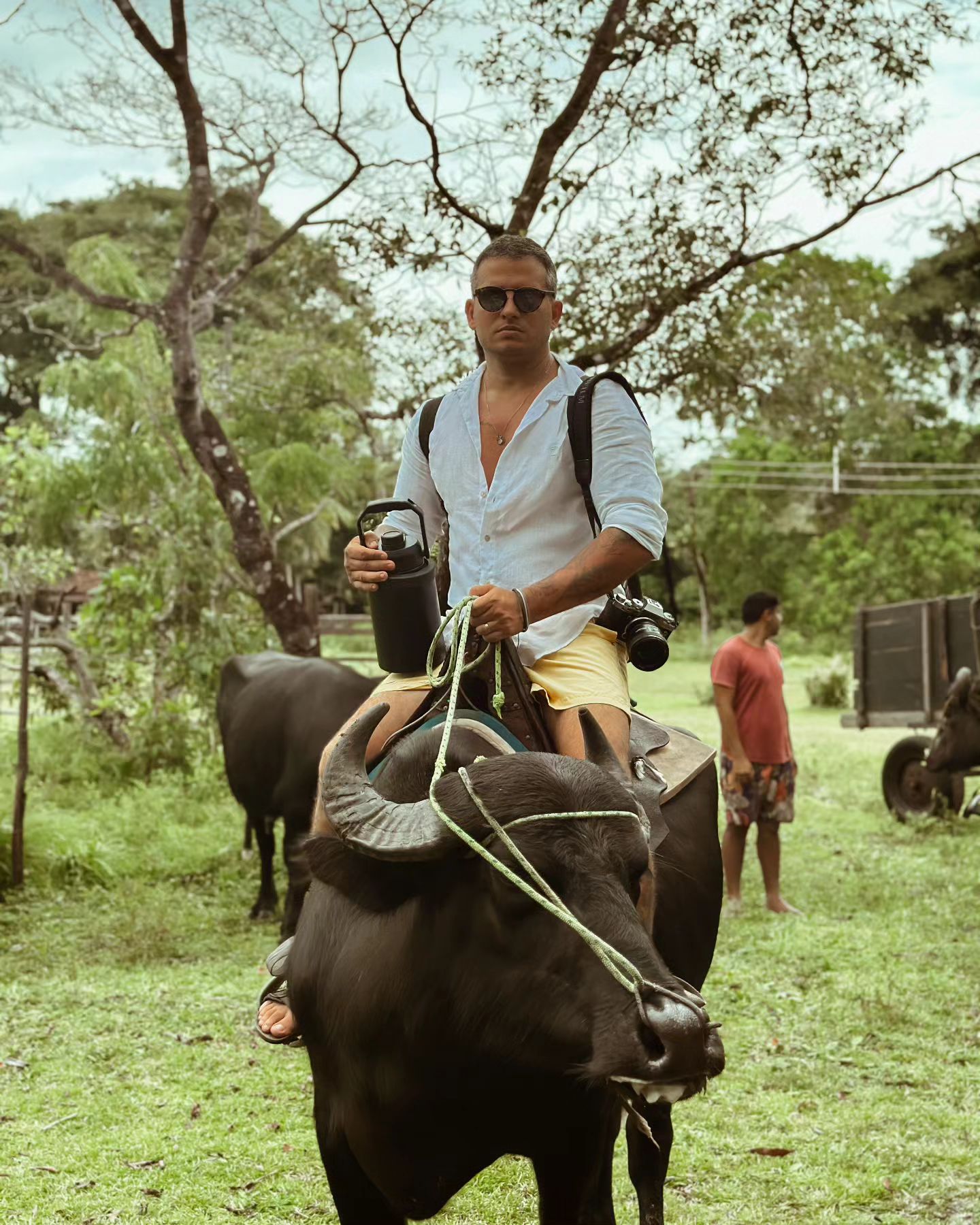 A História do Búfalo na Amazônia: Da Importação ao Turismo