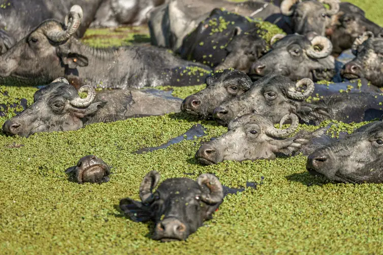 Fotografia na Ilha de Marajó: Dicas para Capturar a Essência Amazônica