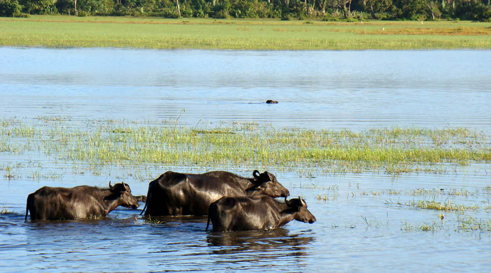 passeio com bufalos ilha de marajo