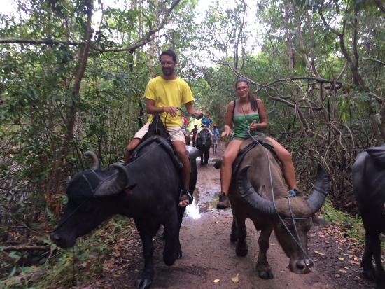 A História do Búfalo na Amazônia: Da Importação ao Turismo