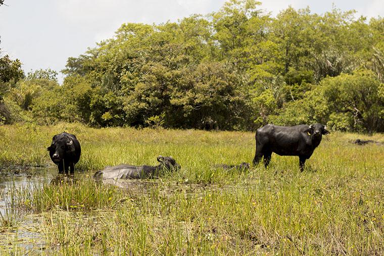 Fotografia na Ilha de Marajó: Dicas para Capturar a Essência Amazônica