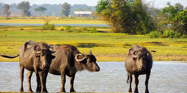 passeio com bufalos ilha de marajo