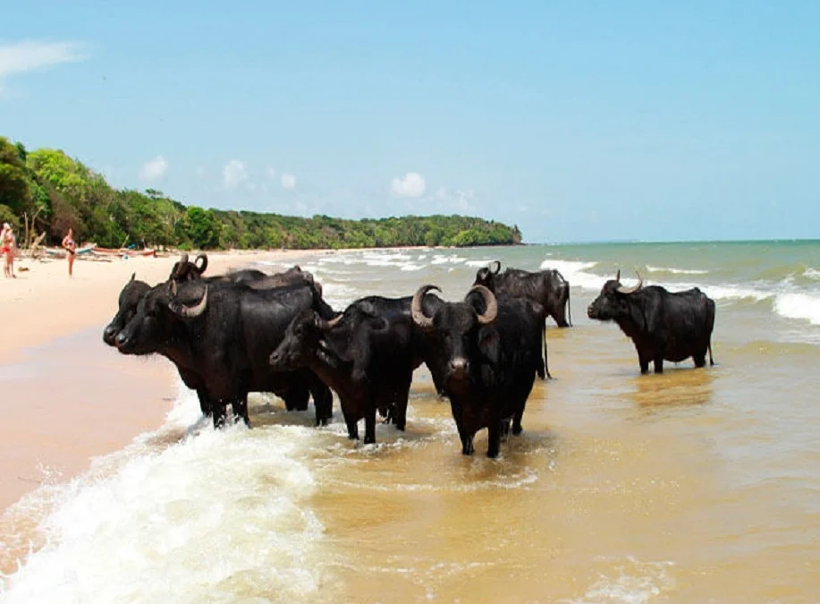 Guia Completo da Ilha de Marajó: O Que Fazer e Onde Ficar