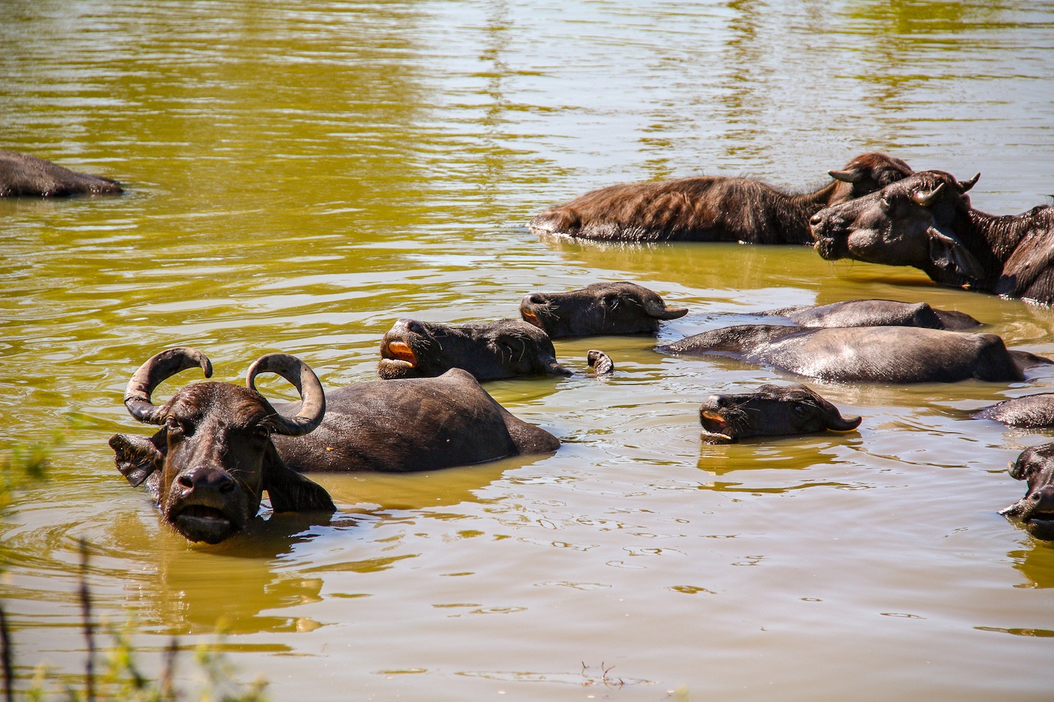 A História do Búfalo na Amazônia: Da Importação ao Turismo