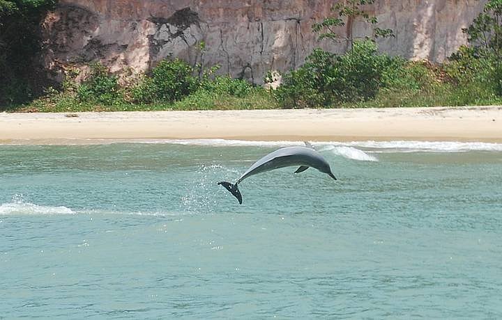 praia da pipa baia dos golfinhos