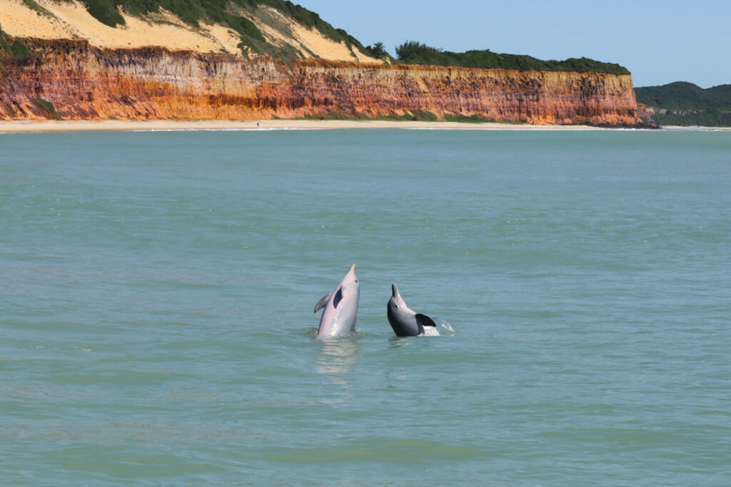 melhor época para ver golfinhos na baía dos golfinhos