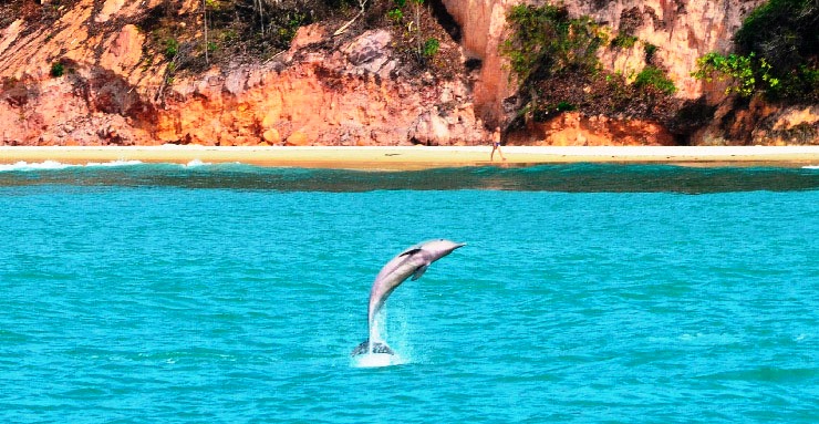 roteiro de 1 dia na baía dos golfinhos