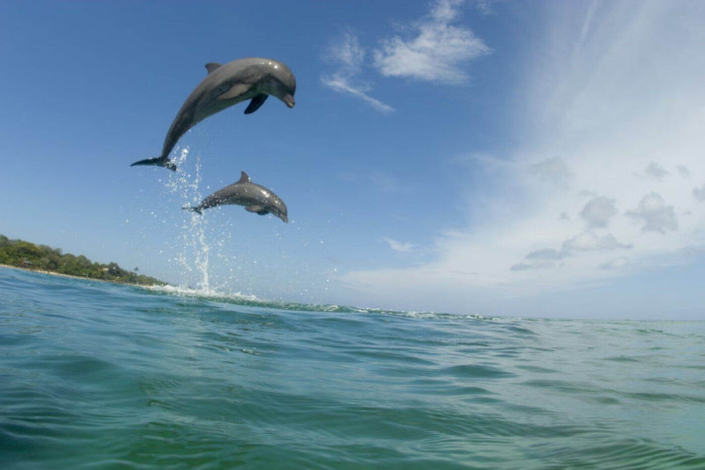 custo de viagem para baía dos golfinhos