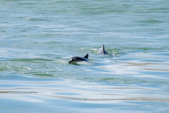 erros ao planejar visita à baía dos golfinhos