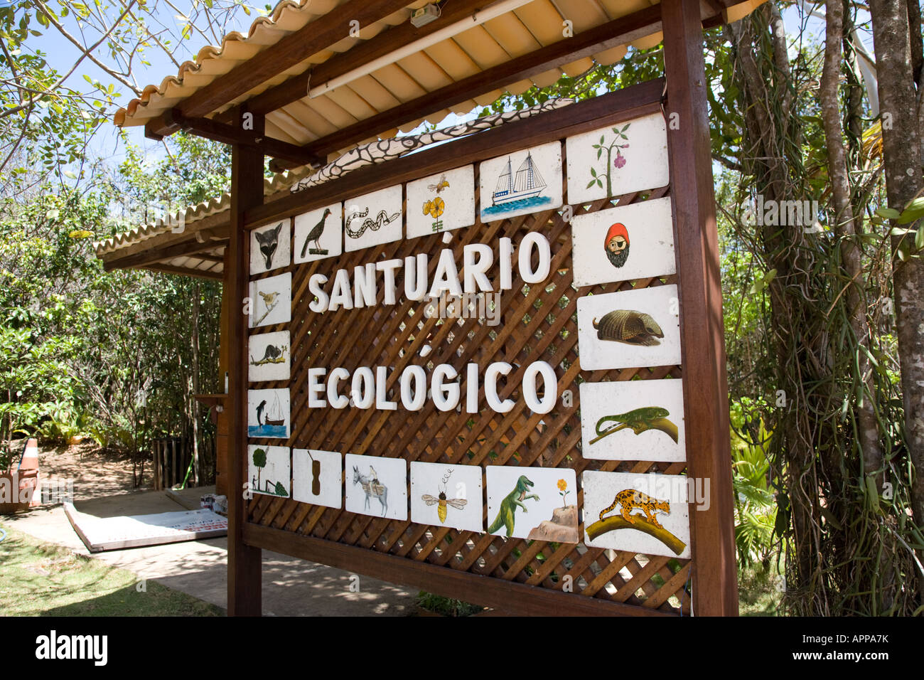 Melhores Horários para Avistar Golfinhos e Tartarugas no Santuário Ecológico de Pipa