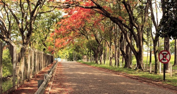 Descubra a Estrada do Vinho em São Roque: Roteiro e Dicas
